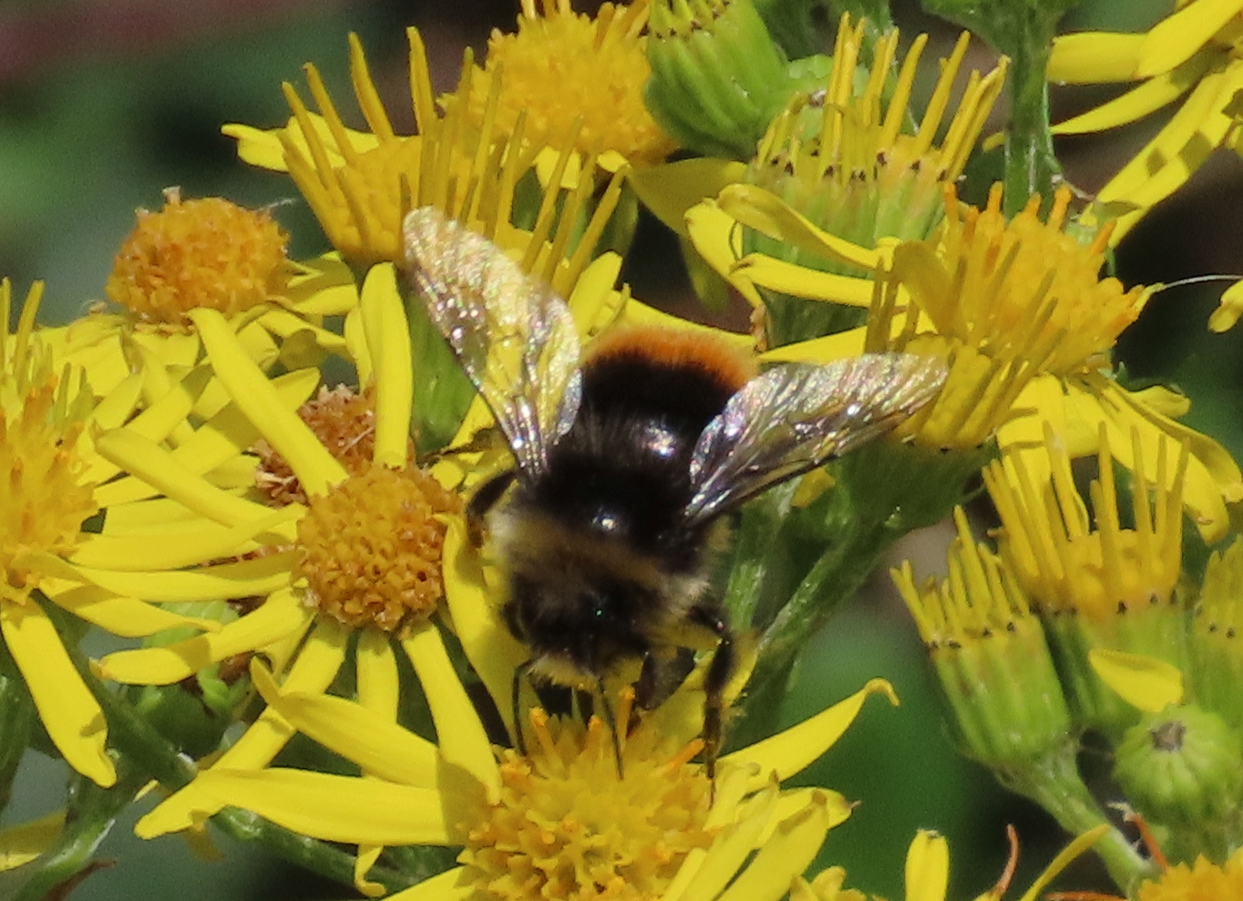 Red-tailed-Bumblebee